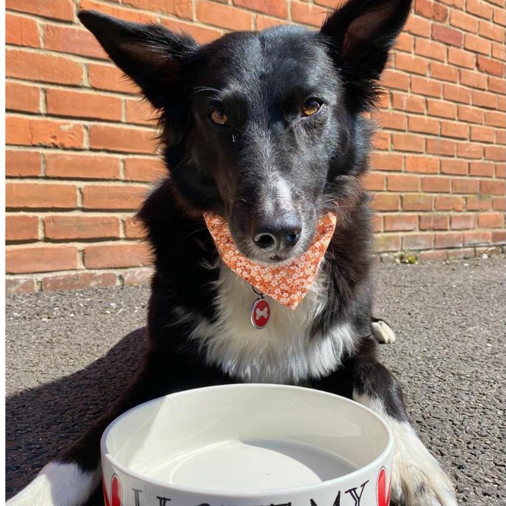 Pets — Lovely Libby's